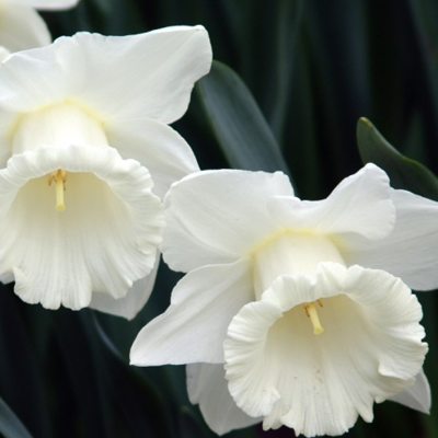 Daffodil Bulbs | Buy Daffodil Bulbs Online | Boston Seeds